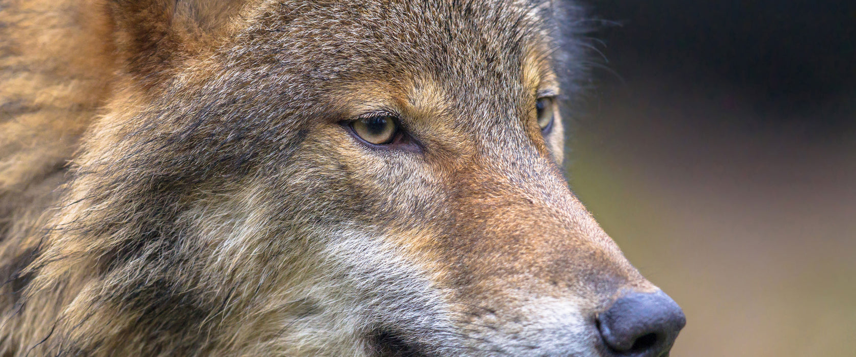 Porträt des europäischen Wolfes, Glasbild Panorama