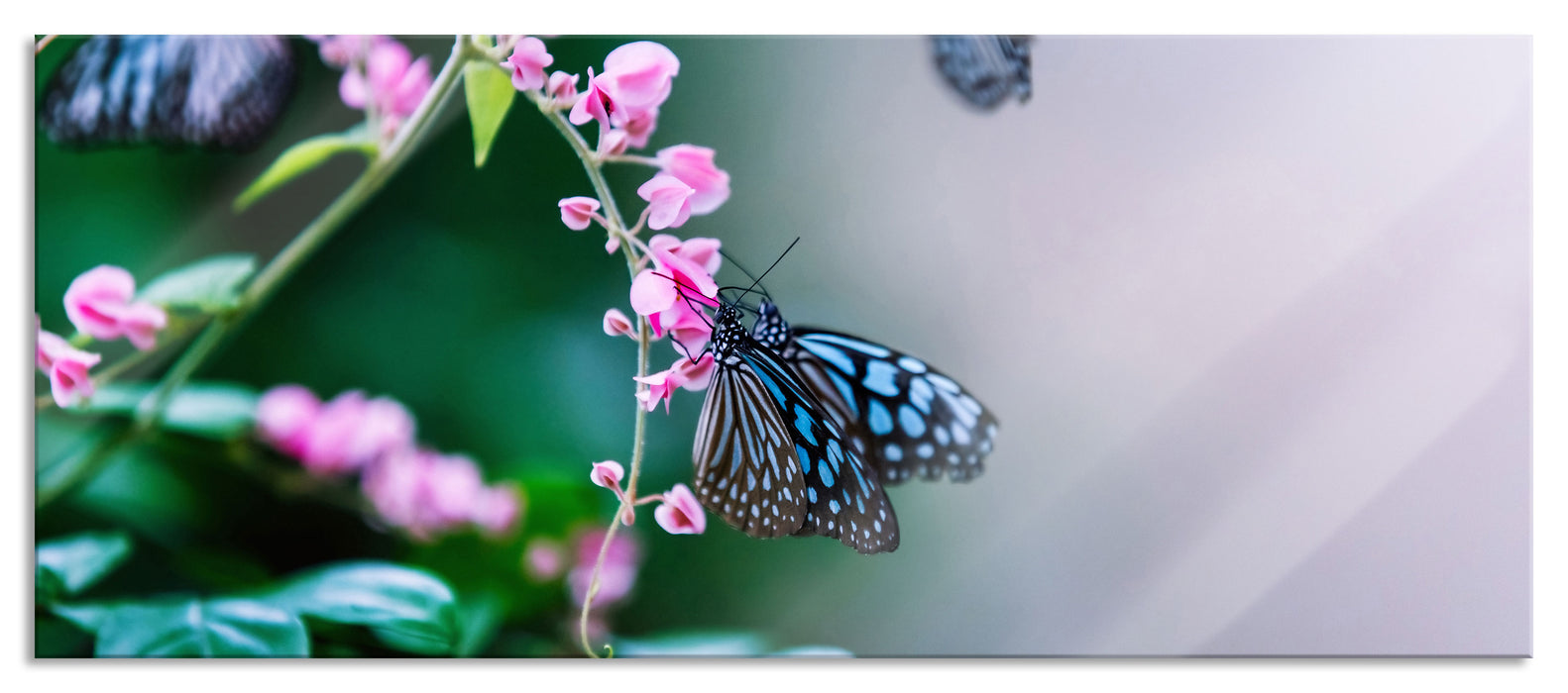 Pixxprint Schmetterlinge auf rosa Blumen, Glasbild Panorama