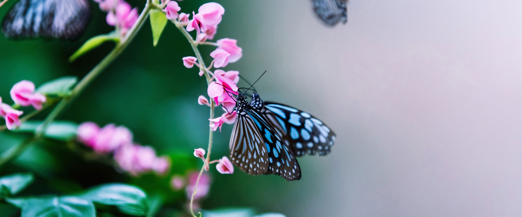 Schmetterlinge auf rosa Blumen, Glasbild Panorama