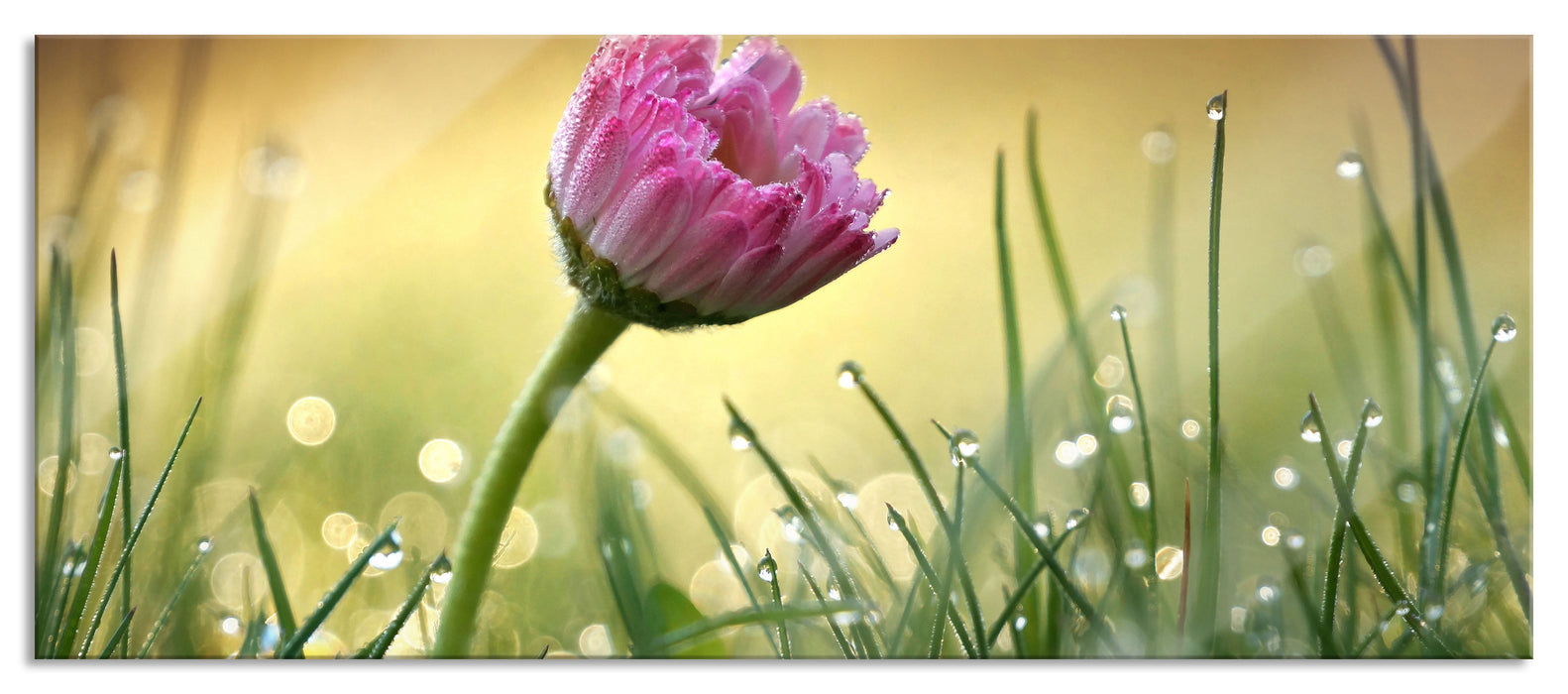 Pixxprint rosa Gänseblümchen im Gras, Glasbild Panorama