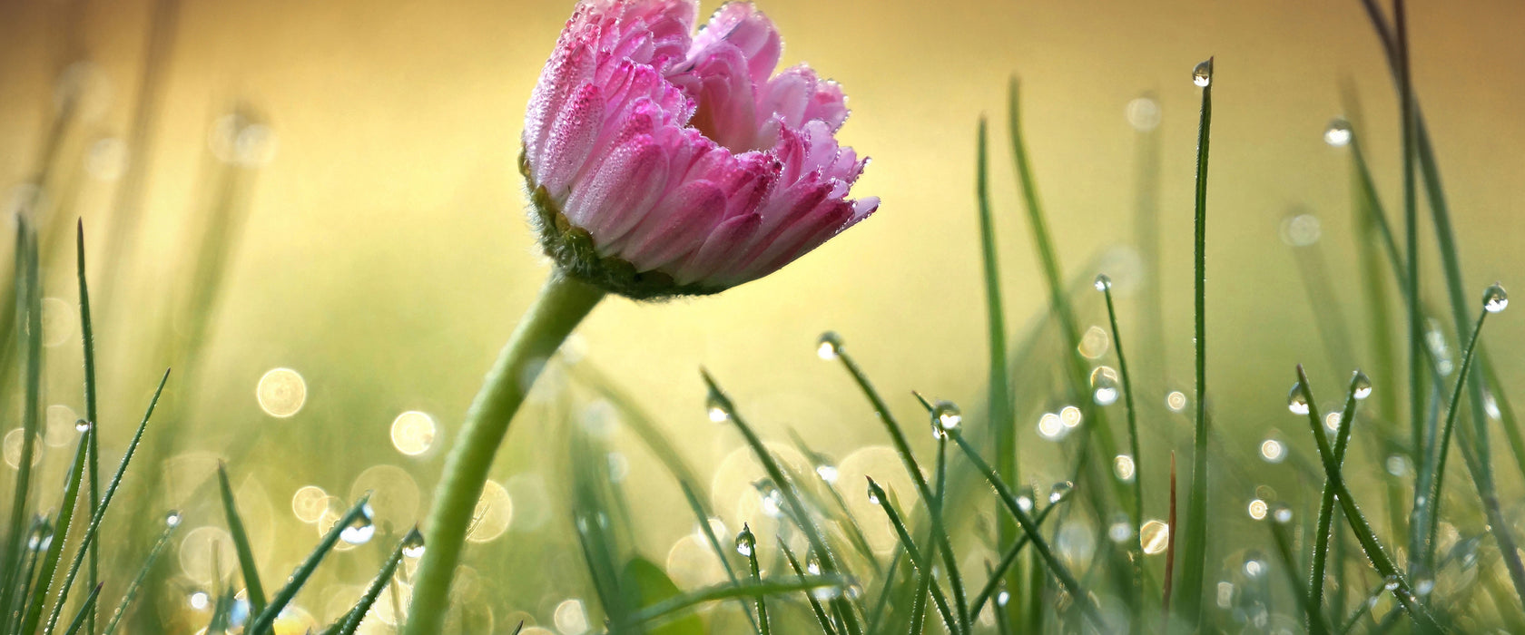 rosa Gänseblümchen im Gras, Glasbild Panorama