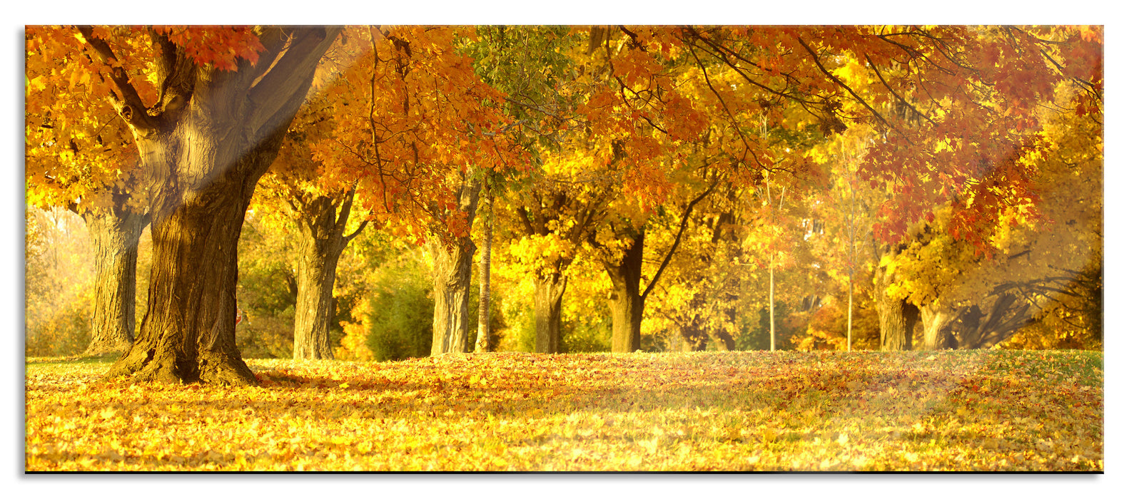 Pixxprint schöne Herbstlandschaft, Glasbild Panorama