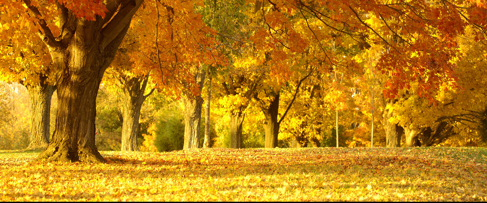 schöne Herbstlandschaft, Glasbild Panorama