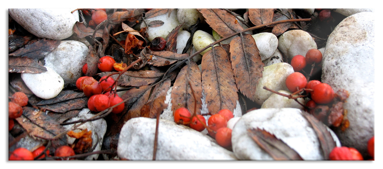 Pixxprint Herbst und Beeren, Glasbild Panorama