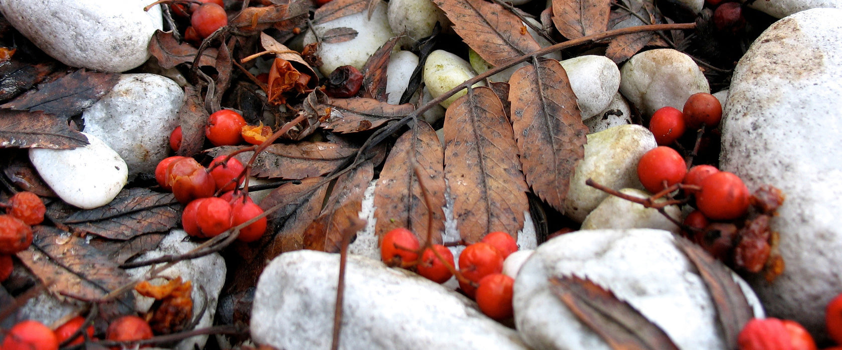 Herbst und Beeren, Glasbild Panorama