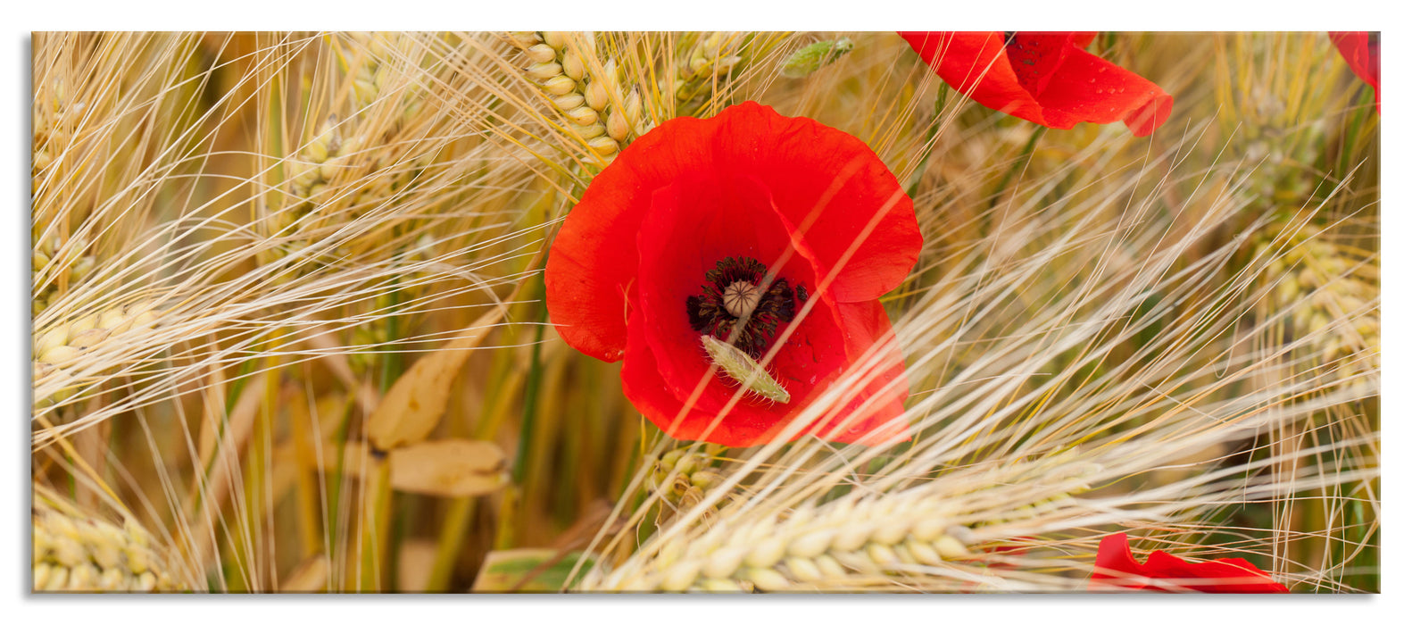 Pixxprint Mohnblumen auf dem Mais-Feld, Glasbild Panorama