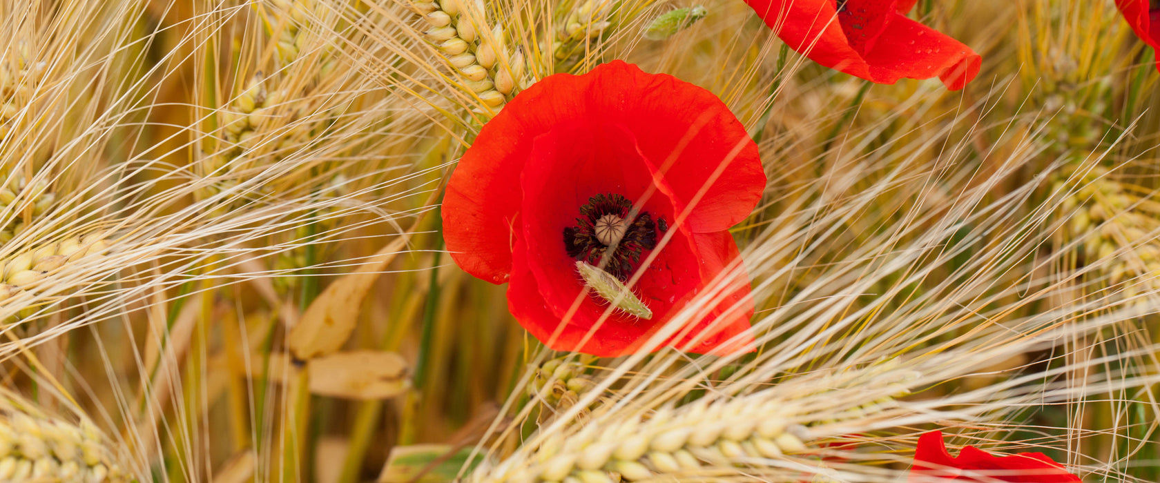 Mohnblumen auf dem Mais-Feld, Glasbild Panorama