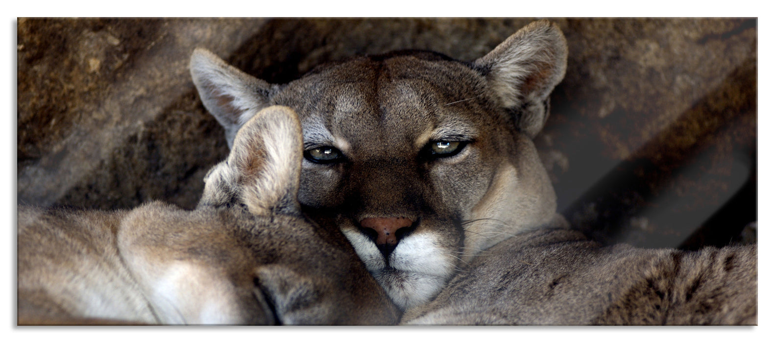 verschlafenes Puma Paar, Glasbild Panorama