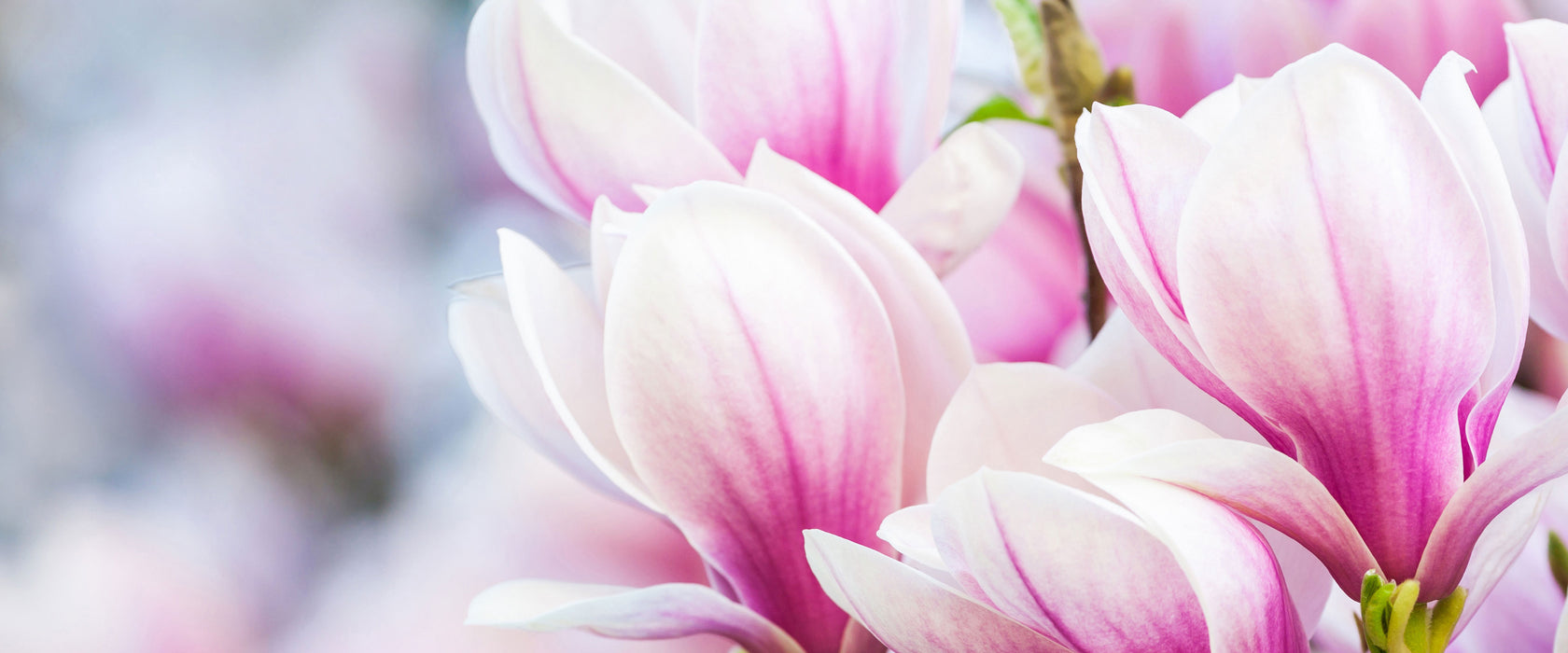 zarte rosa farbende Blüten, Glasbild Panorama