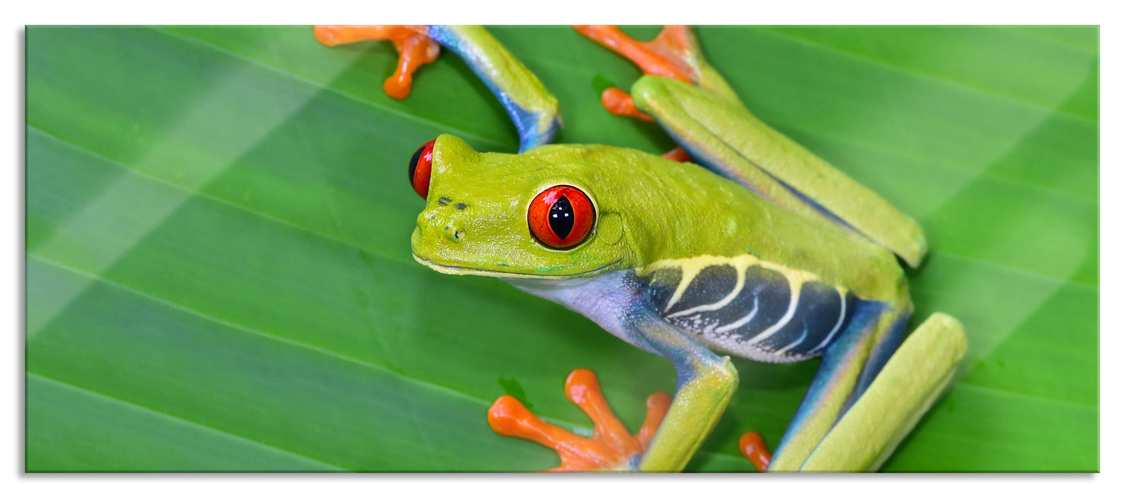 Pixxprint kleiner grüner Frosch auf Blatt, Glasbild Panorama