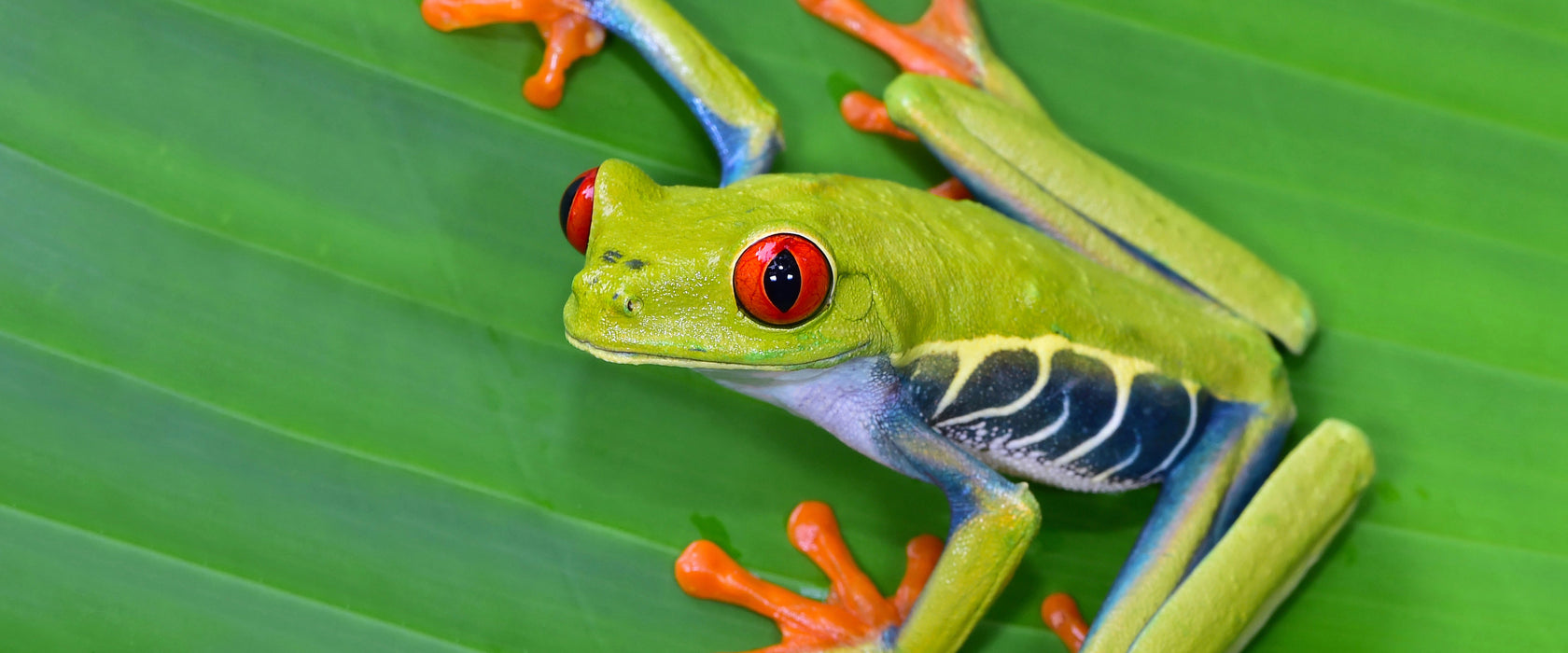 kleiner grüner Frosch auf Blatt, Glasbild Panorama