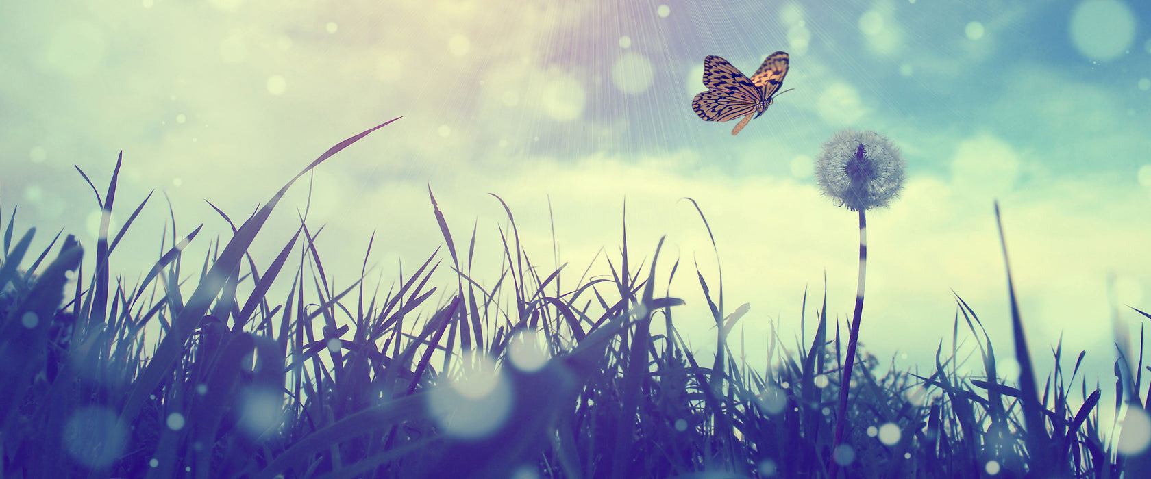 Schmetterling fliegt zu Pusteblume, Glasbild Panorama