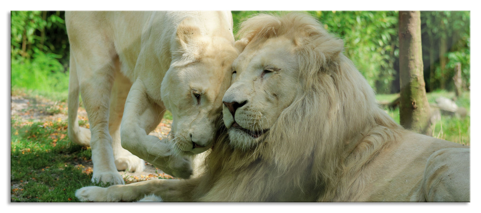 Pixxprint verliebtes Löwenpaar, Glasbild Panorama