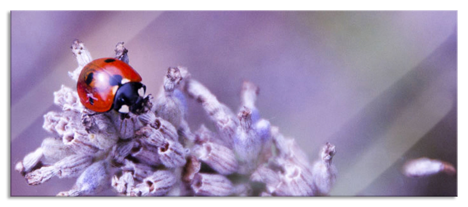 Pixxprint kleiner Marienkäfer auf Lavendel, Glasbild Panorama