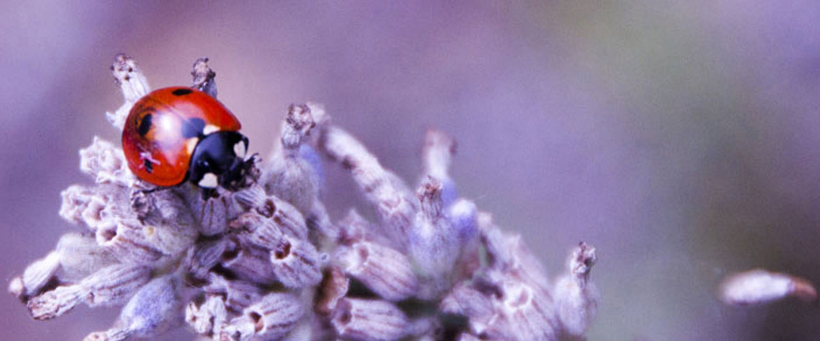 kleiner Marienkäfer auf Lavendel, Glasbild Panorama