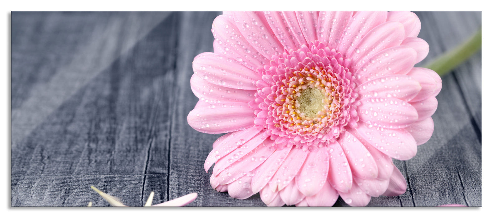 Pixxprint pinke Gerbera auf rustikalem Boden, Glasbild Panorama