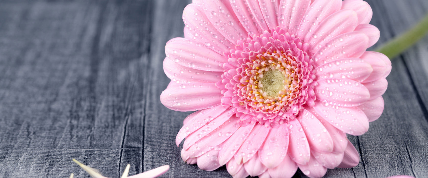 pinke Gerbera auf rustikalem Boden, Glasbild Panorama