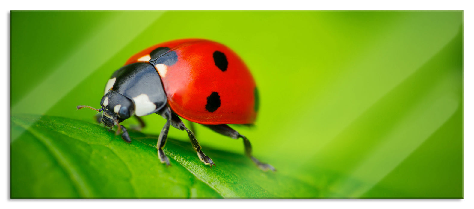 Pixxprint Marienkäfer auf Blatt, Glasbild Panorama