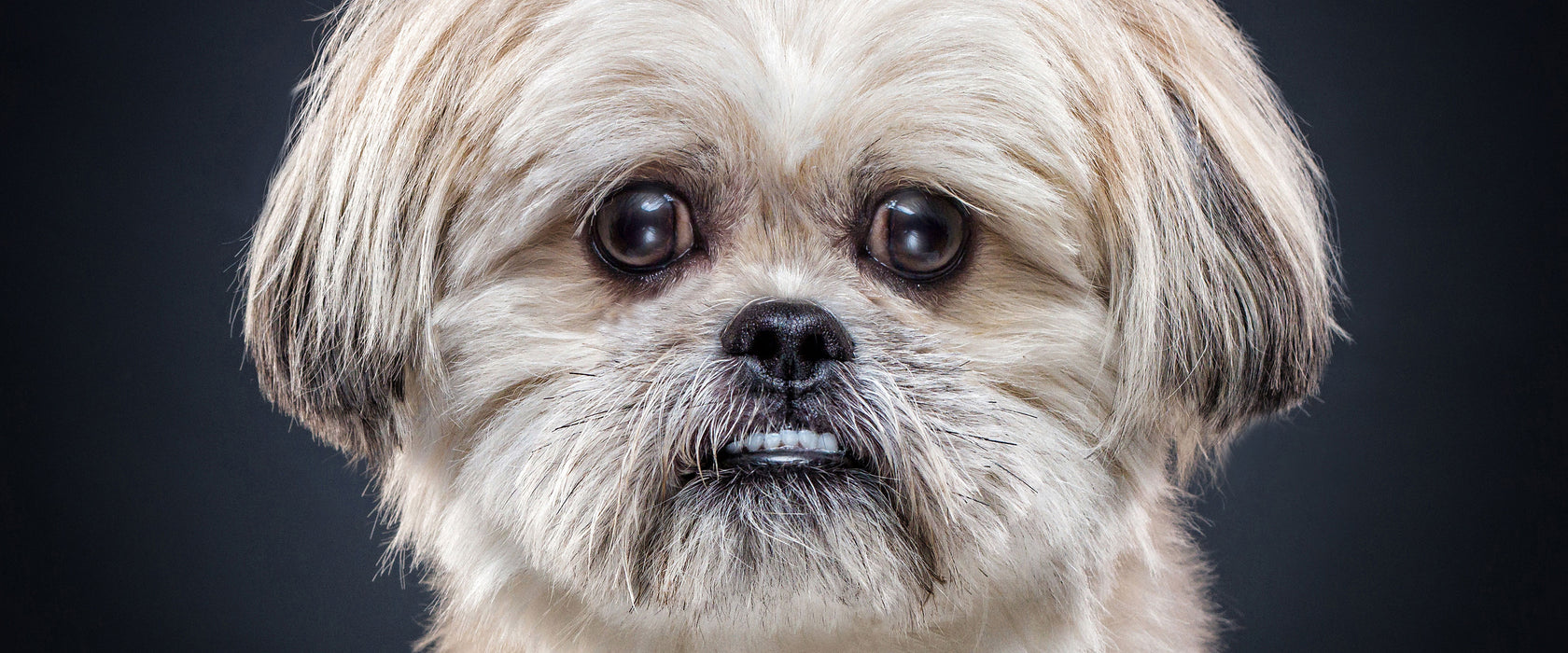 lustiger kleiner Hund, Glasbild Panorama