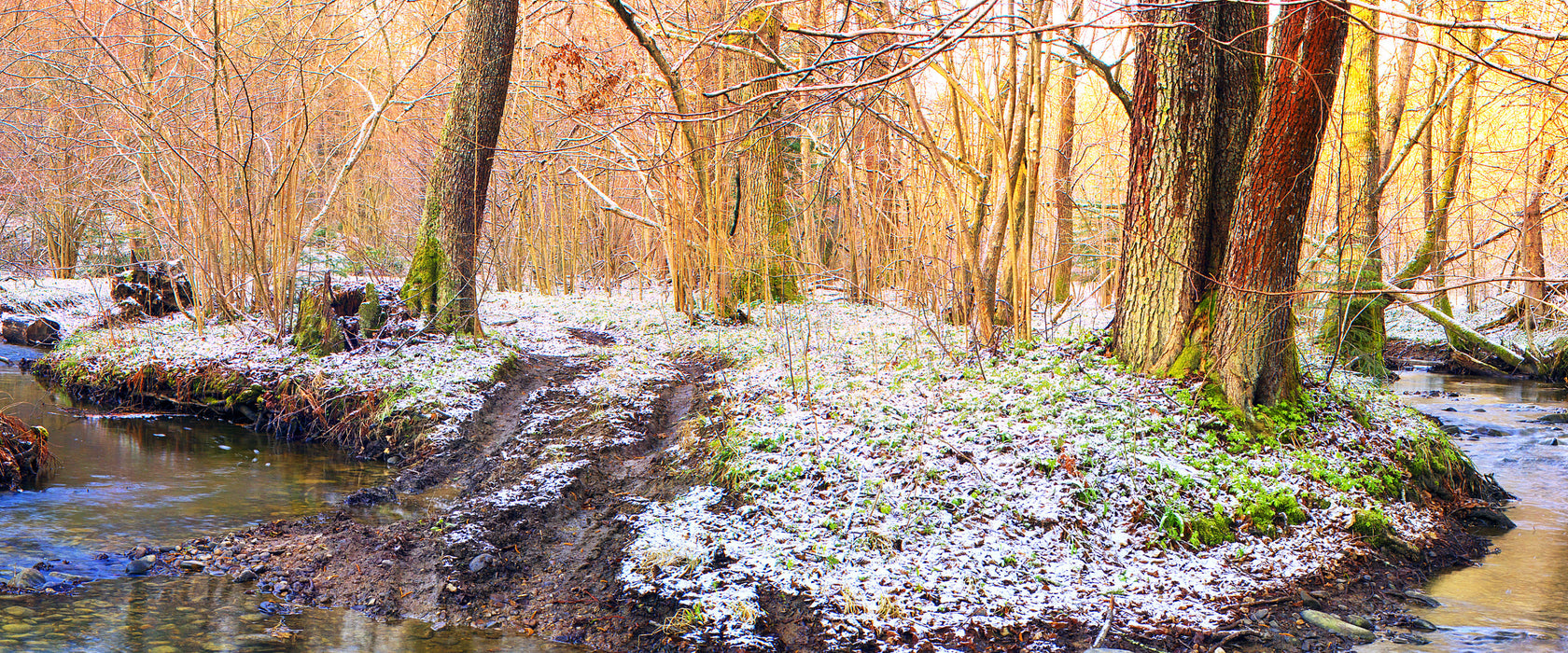 schneebedeckter Waldboden, Glasbild Panorama