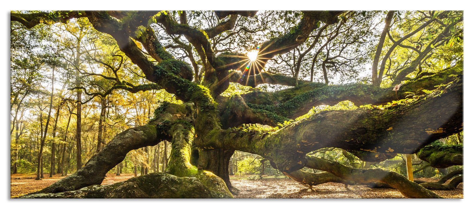 Pixxprint gigantisch verzweigter Baum, Glasbild Panorama