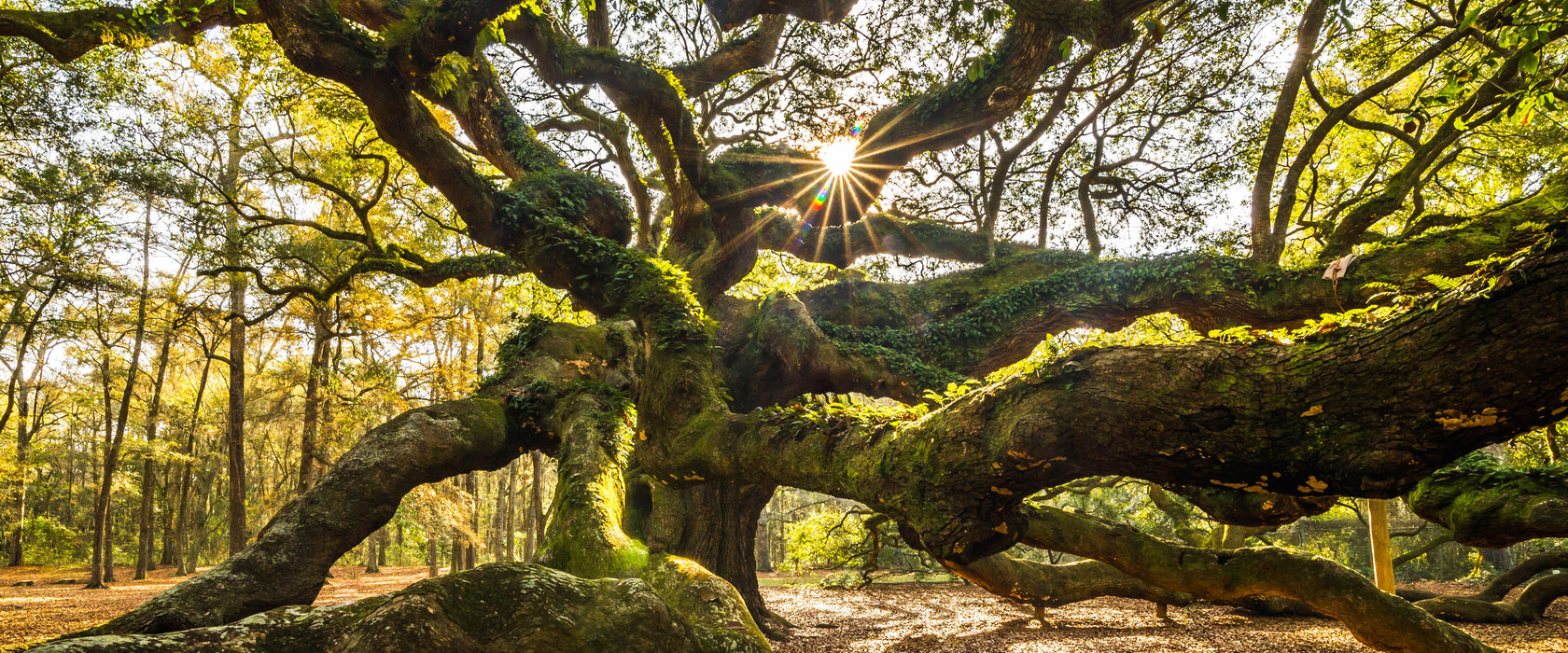 gigantisch verzweigter Baum, Glasbild Panorama