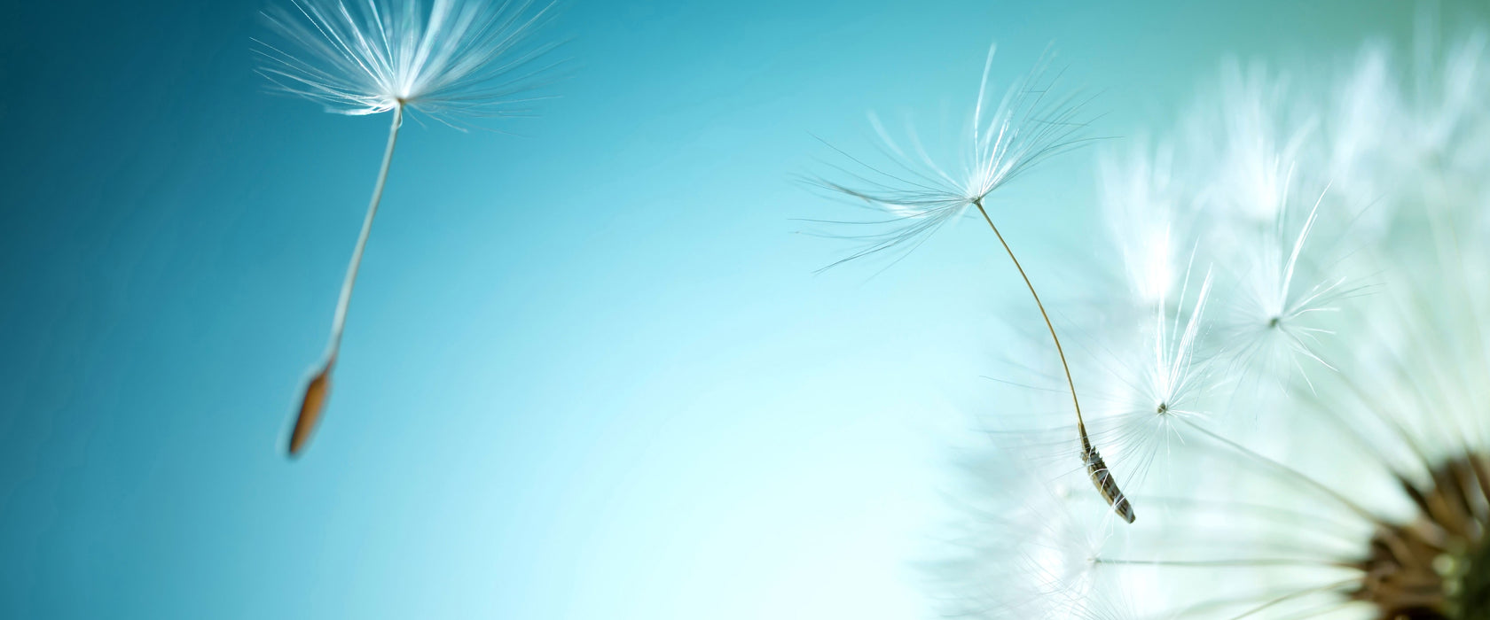 Löwenzahn Pusteblume, Glasbild Panorama