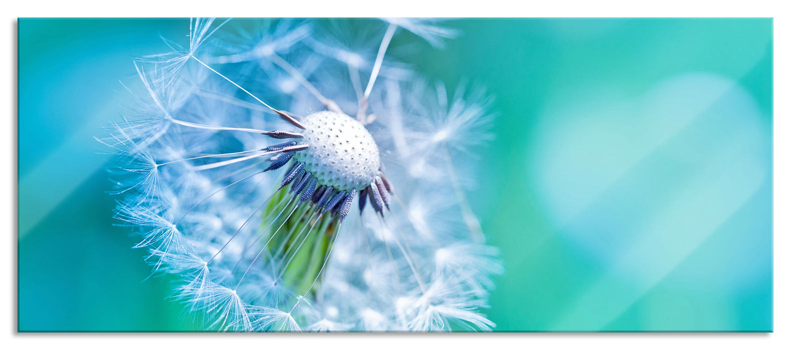 Pixxprint Schöner weißer Löwenzahn, Glasbild Panorama