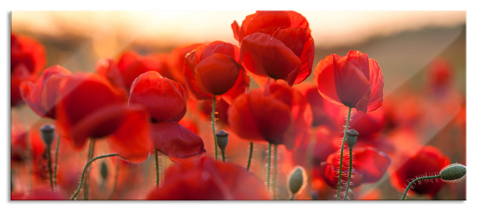 Pixxprint Feuriger Mohn, Glasbild Panorama