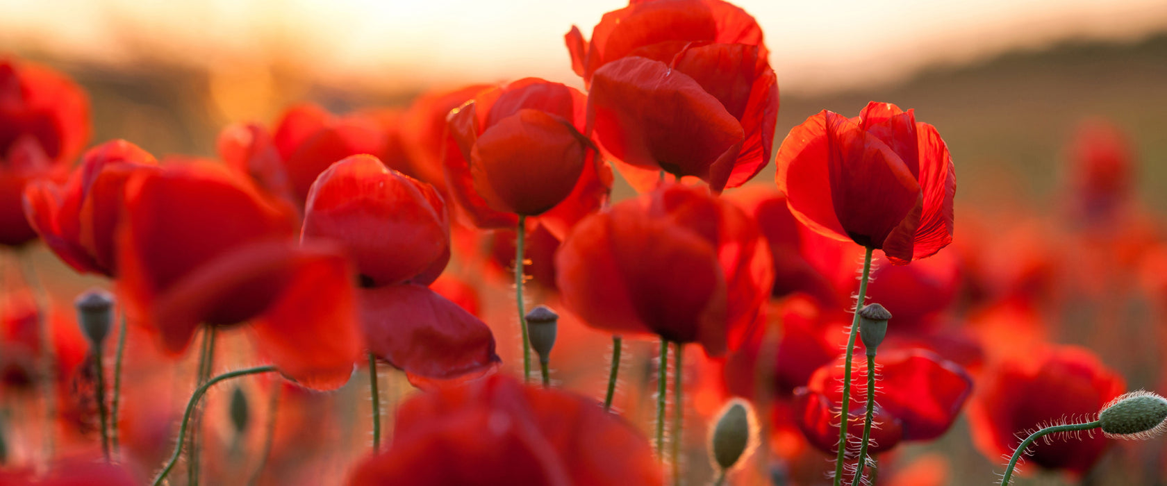 Feuriger Mohn, Glasbild Panorama