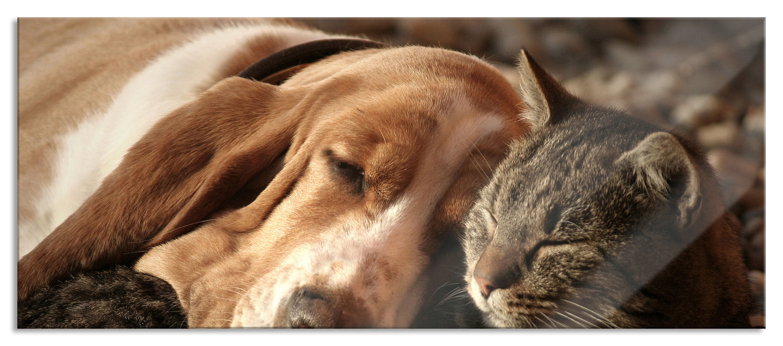 Pixxprint Katze und Hund kuschelnd, Glasbild Panorama