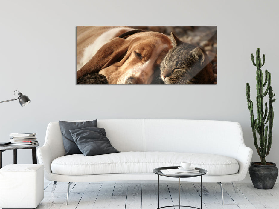 Katze und Hund kuschelnd, Glasbild Panorama