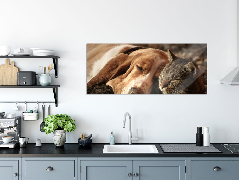 Katze und Hund kuschelnd, Glasbild Panorama