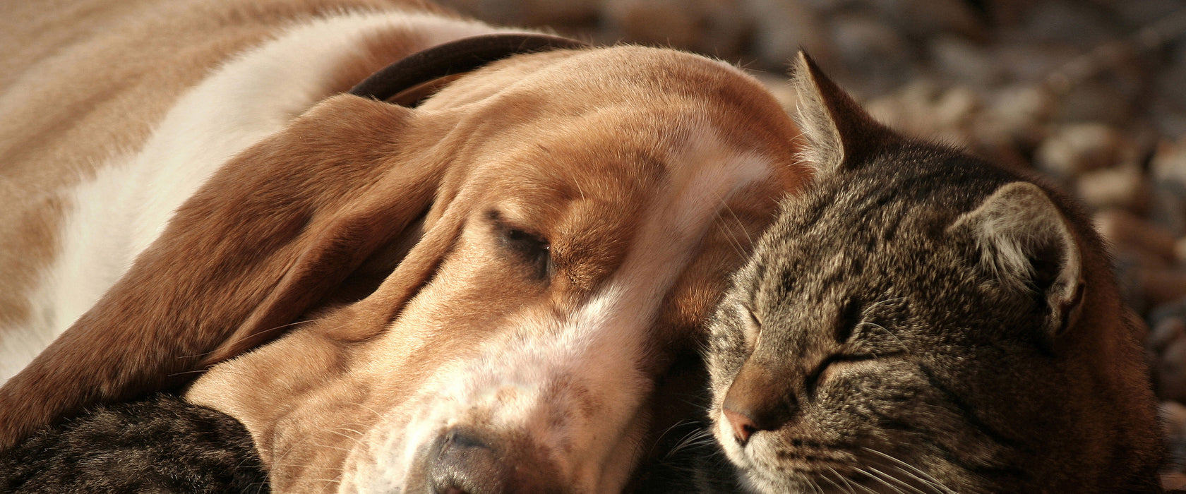 Katze und Hund kuschelnd, Glasbild Panorama