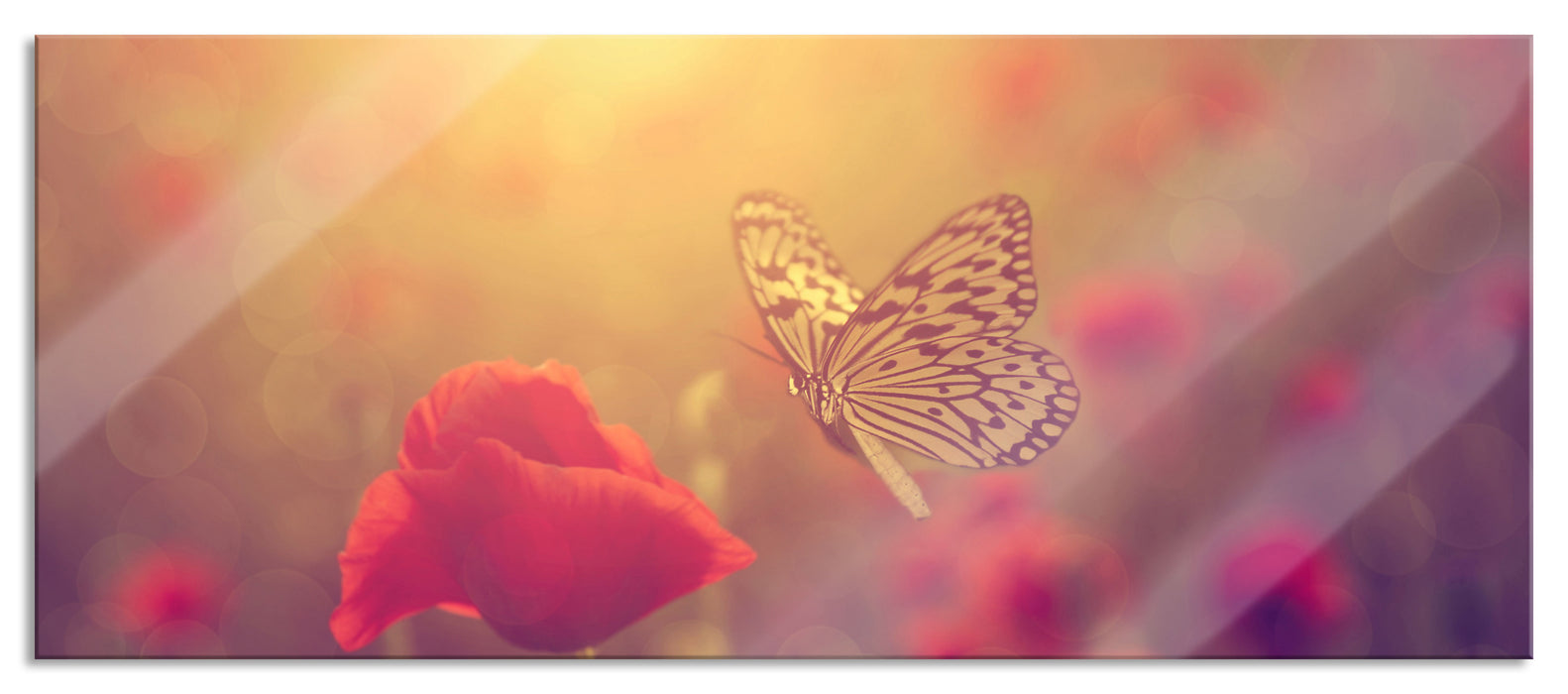 Pixxprint Mohn und Schmetterling, Glasbild Panorama