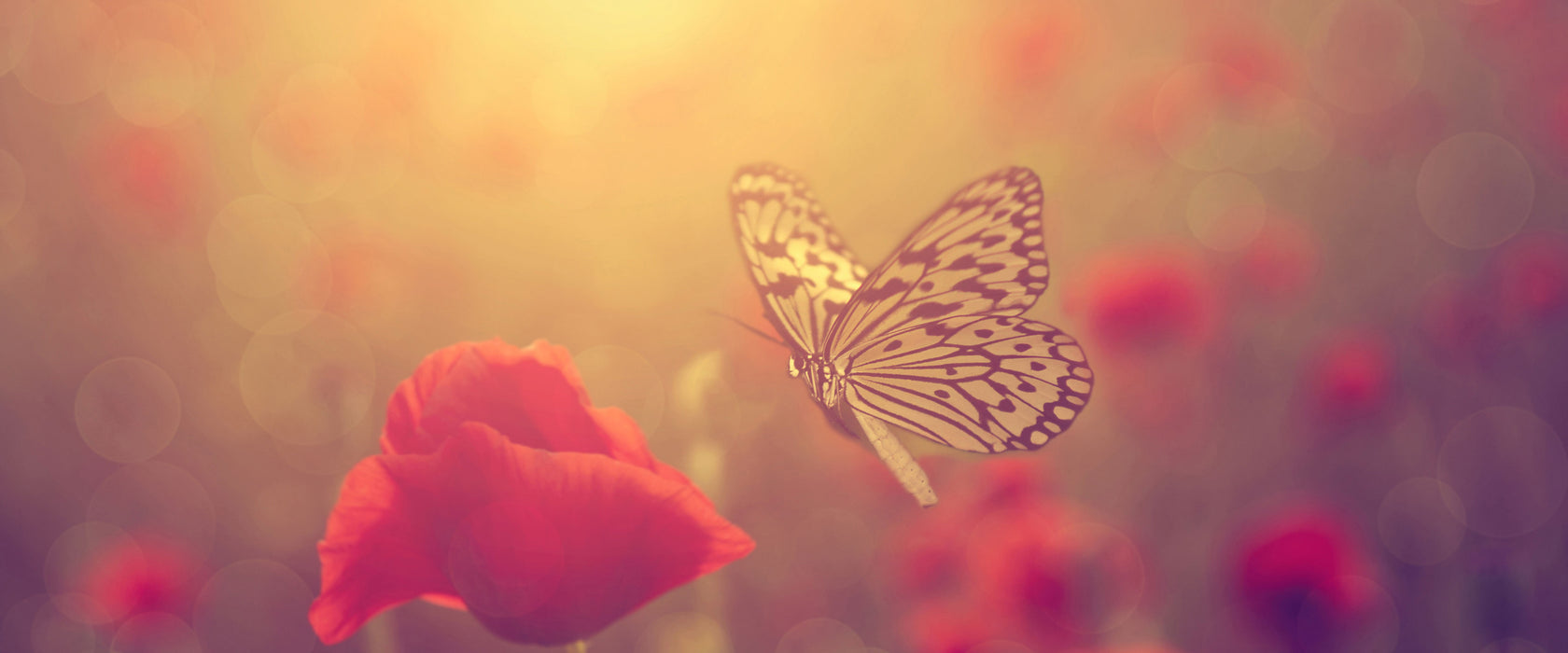 Mohn und Schmetterling, Glasbild Panorama