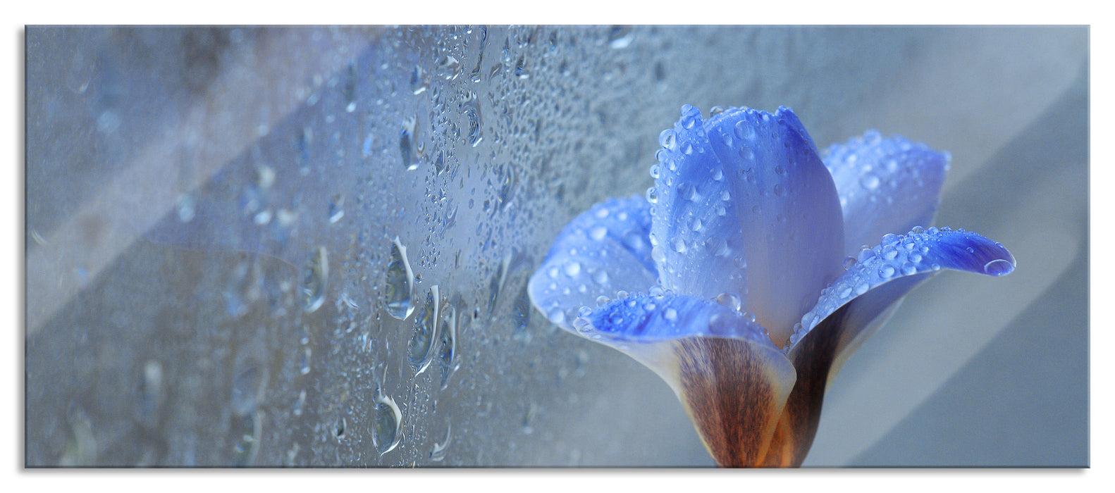 Pixxprint Frühlingsblume mit Tau, Glasbild Panorama