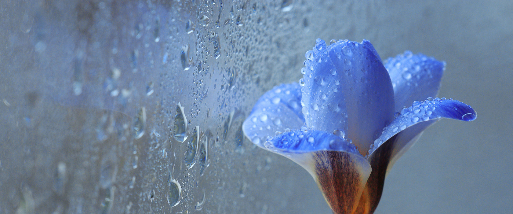 Frühlingsblume mit Tau, Glasbild Panorama