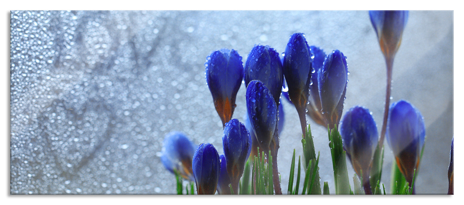 Pixxprint Frühlingsblumen Tropfen, Glasbild Panorama