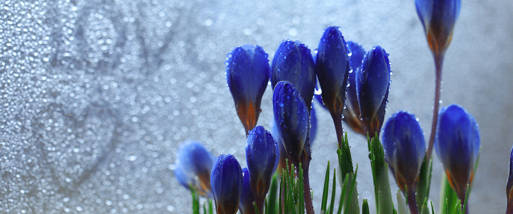 Frühlingsblumen Tropfen, Glasbild Panorama