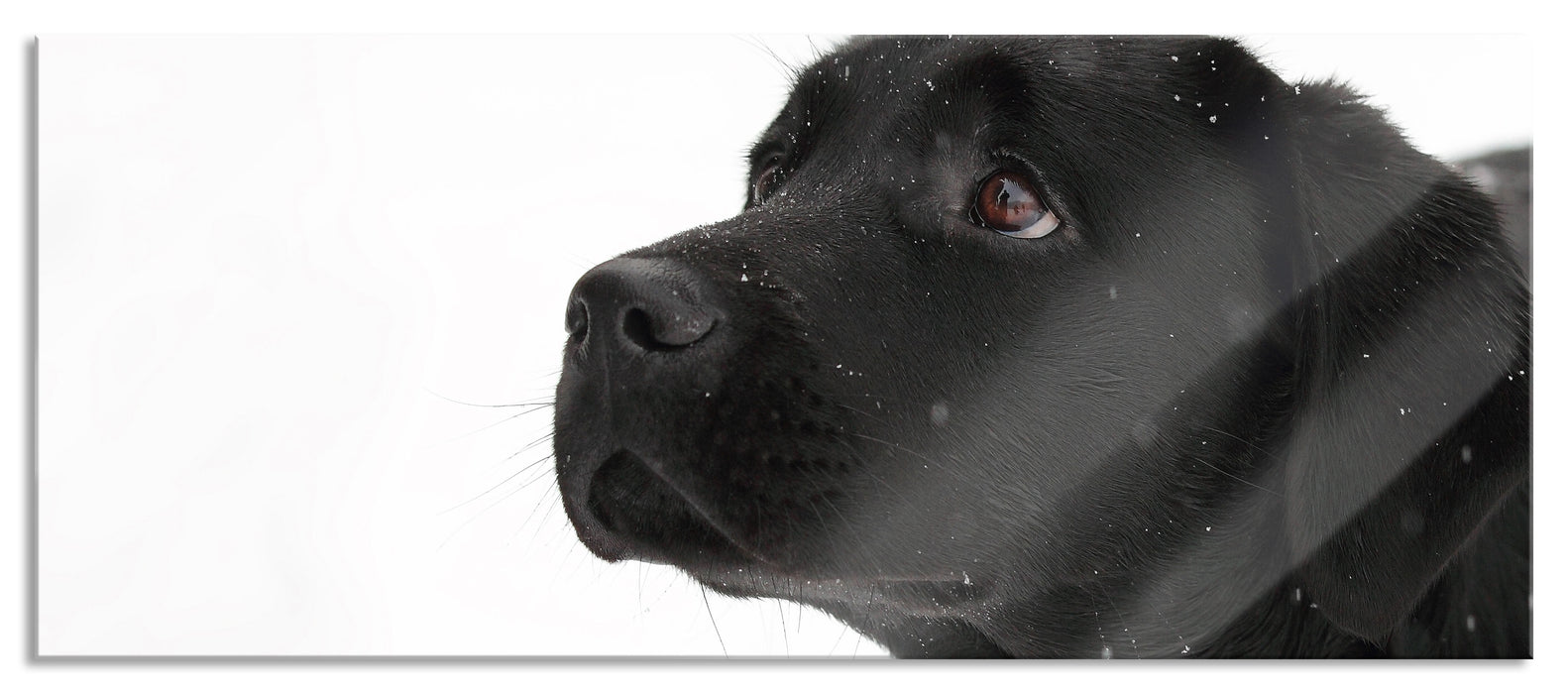 Pixxprint Schwarzer Labrador im Schnee, Glasbild Panorama