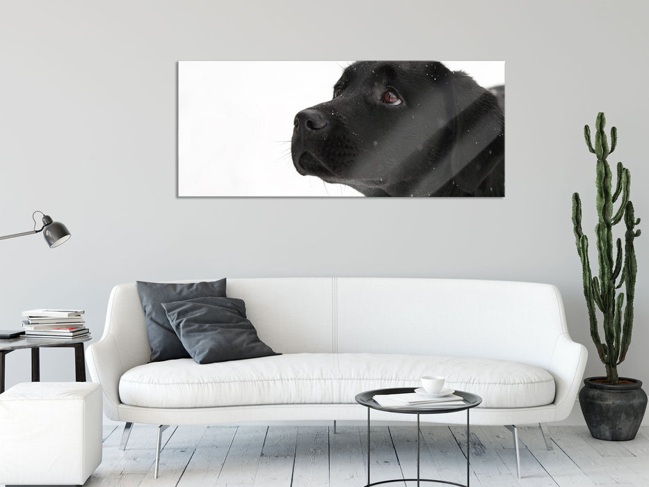 Schwarzer Labrador im Schnee, Glasbild Panorama