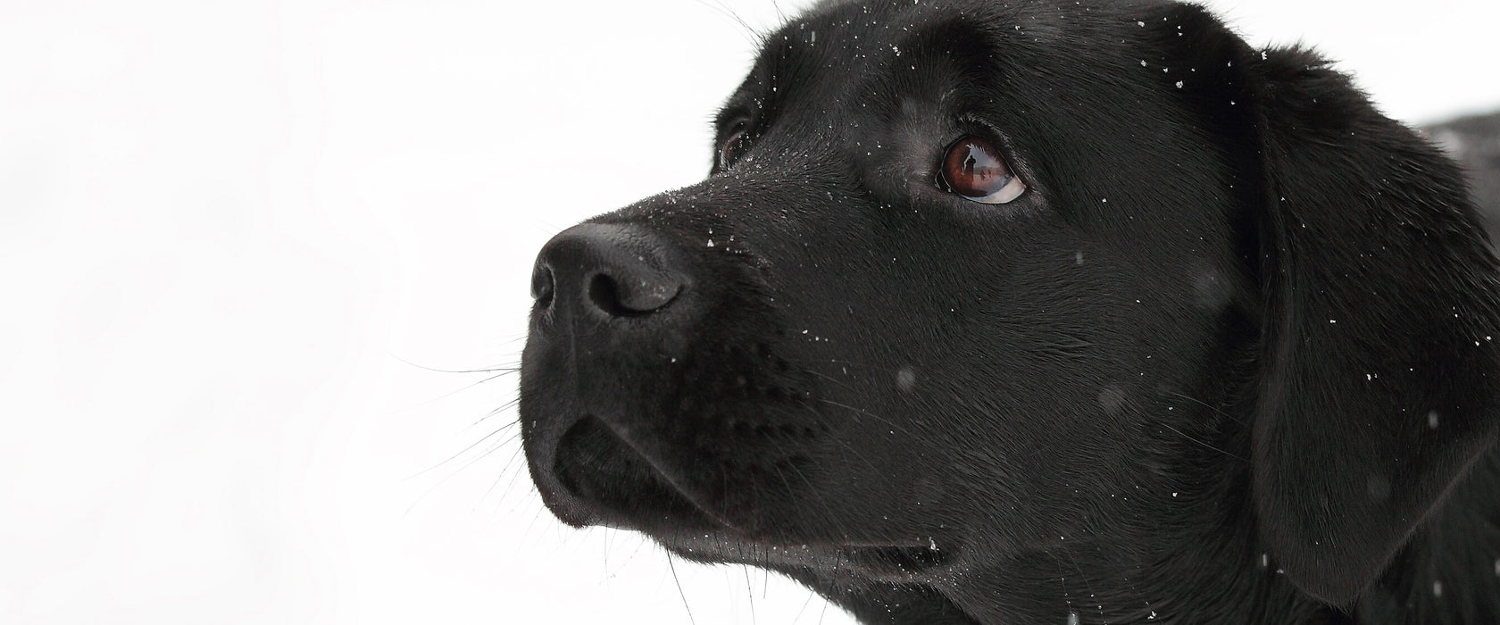 Schwarzer Labrador im Schnee, Glasbild Panorama