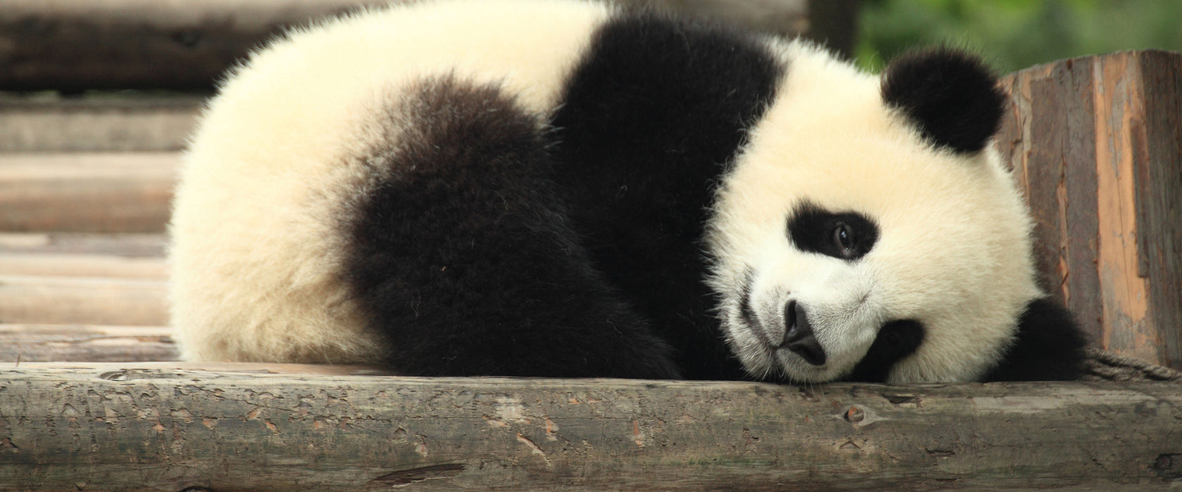 süßer kleiner Pandabär, Glasbild Panorama