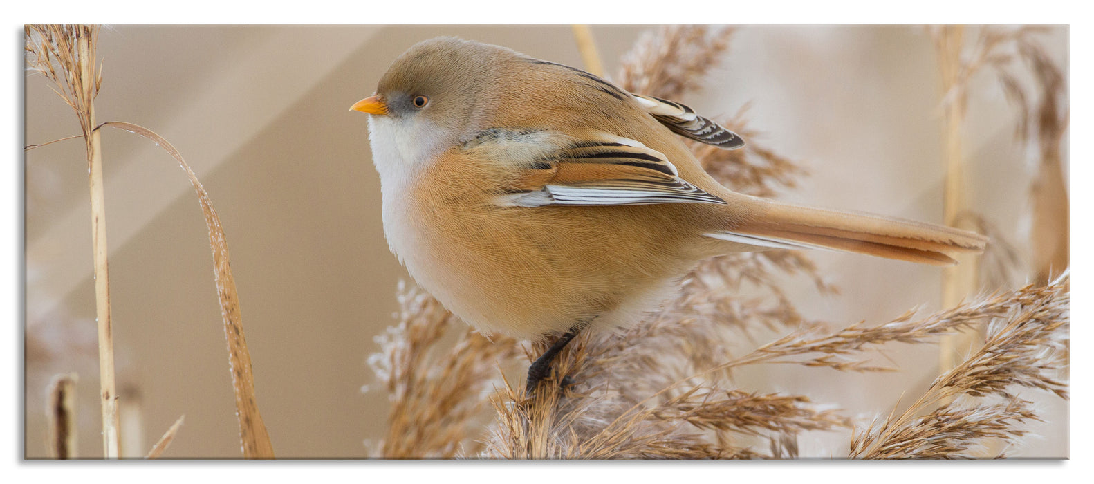 Pixxprint kleiner Vogel auf Weizen, Glasbild Panorama