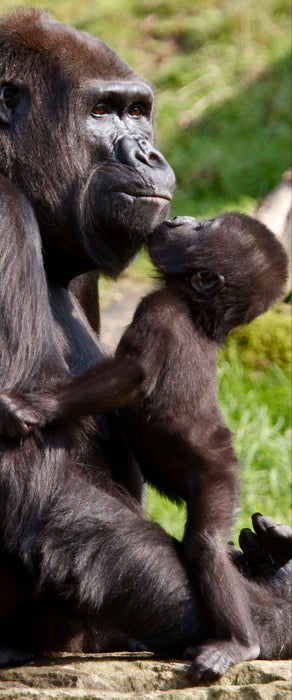 Gorilla-Baby küsst seine Mutter, Glasbild Panorama