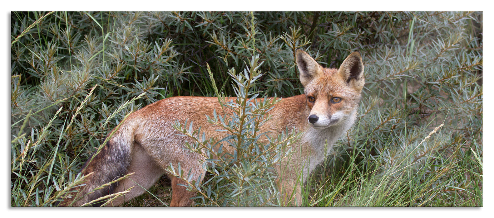 Pixxprint Fuchs im Wildstrauch, Glasbild Panorama