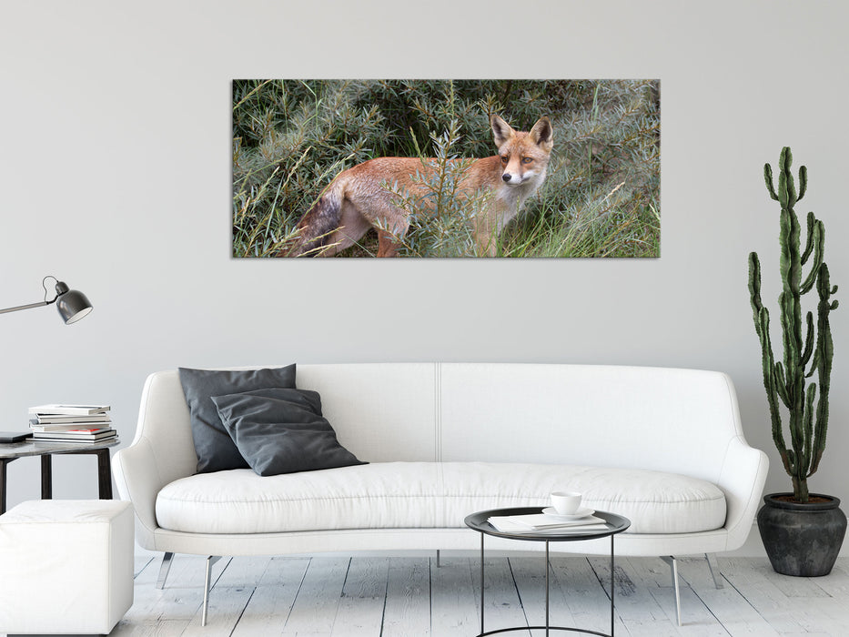 Fuchs im Wildstrauch, Glasbild Panorama