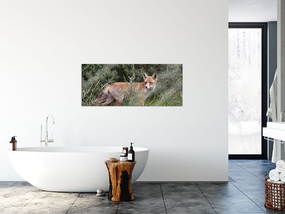 Fuchs im Wildstrauch, Glasbild Panorama