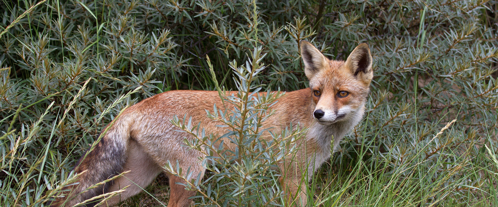 Fuchs im Wildstrauch, Glasbild Panorama